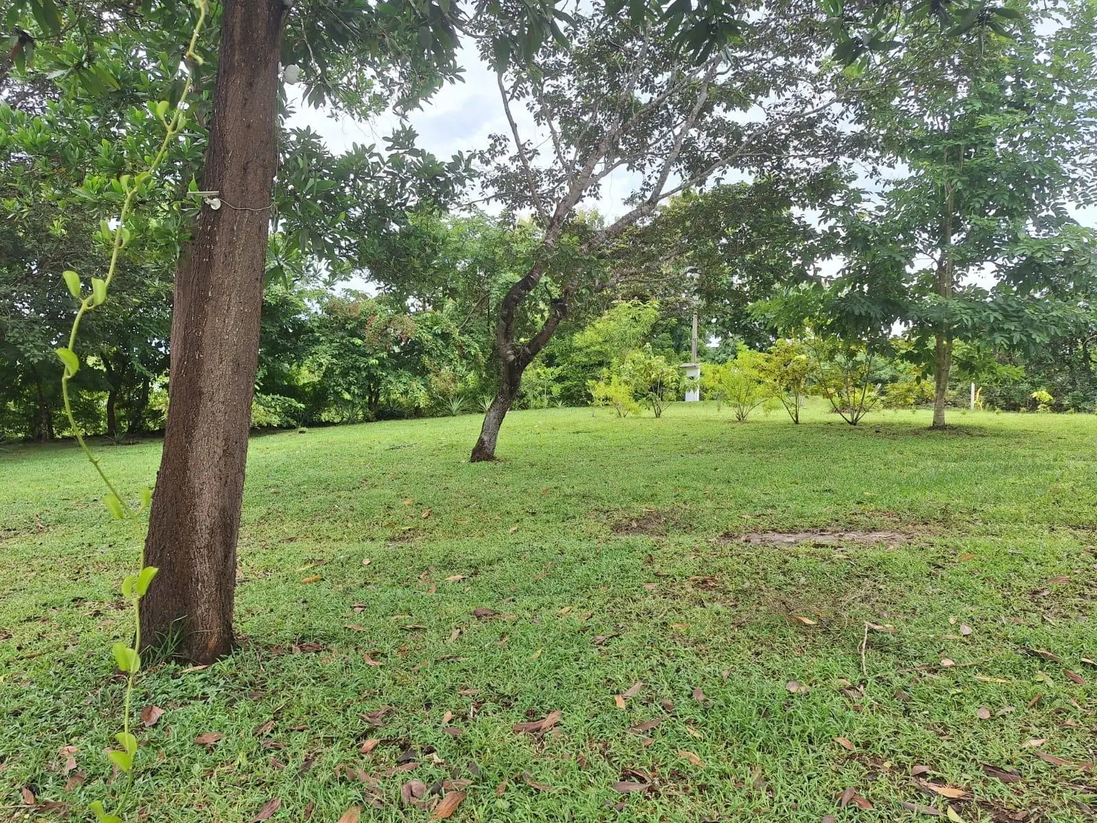 El Higo Frente A Proyecto Miramar - Photo 89