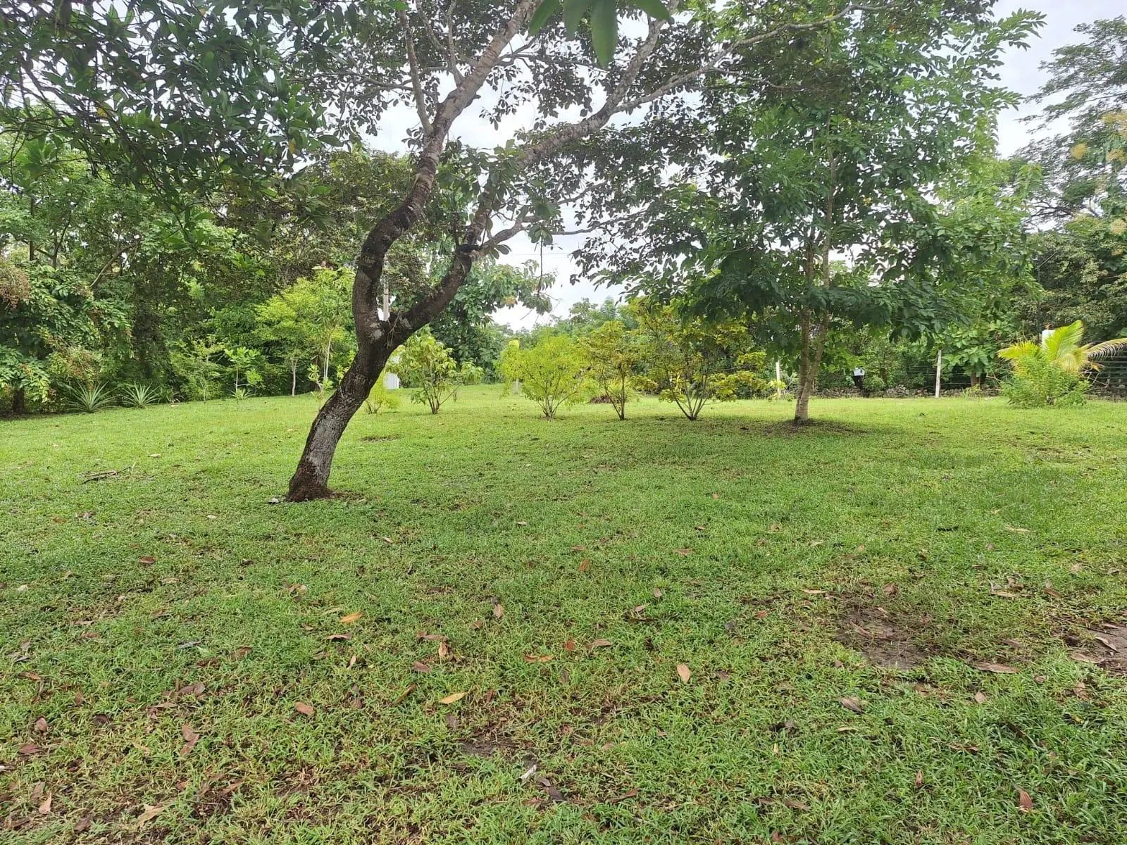 El Higo Frente A Proyecto Miramar - Photo 97