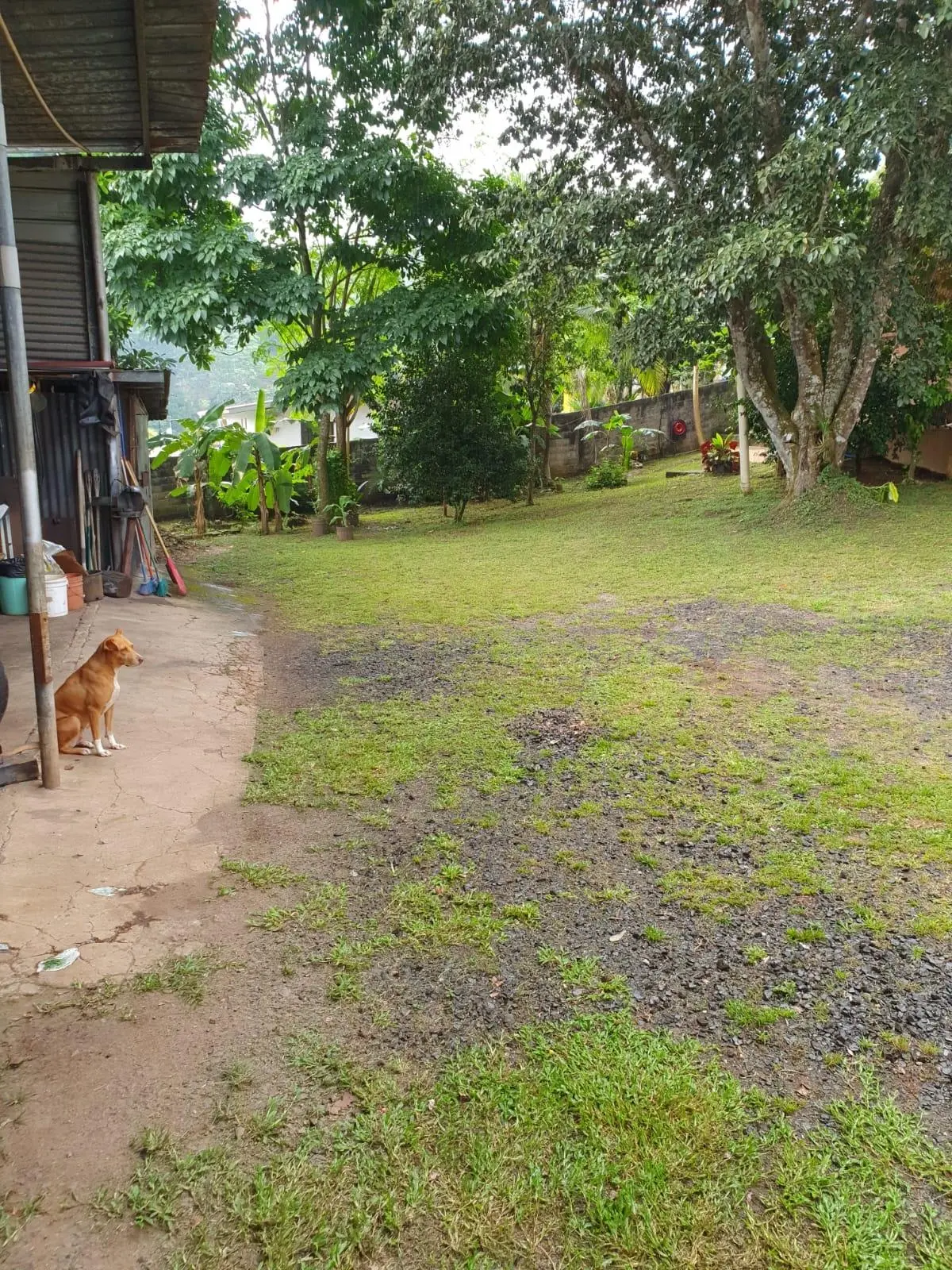 Calle Las Amalinas, Panamá Oeste, Corregimiento De Guadalupe #197610 - Photo 16