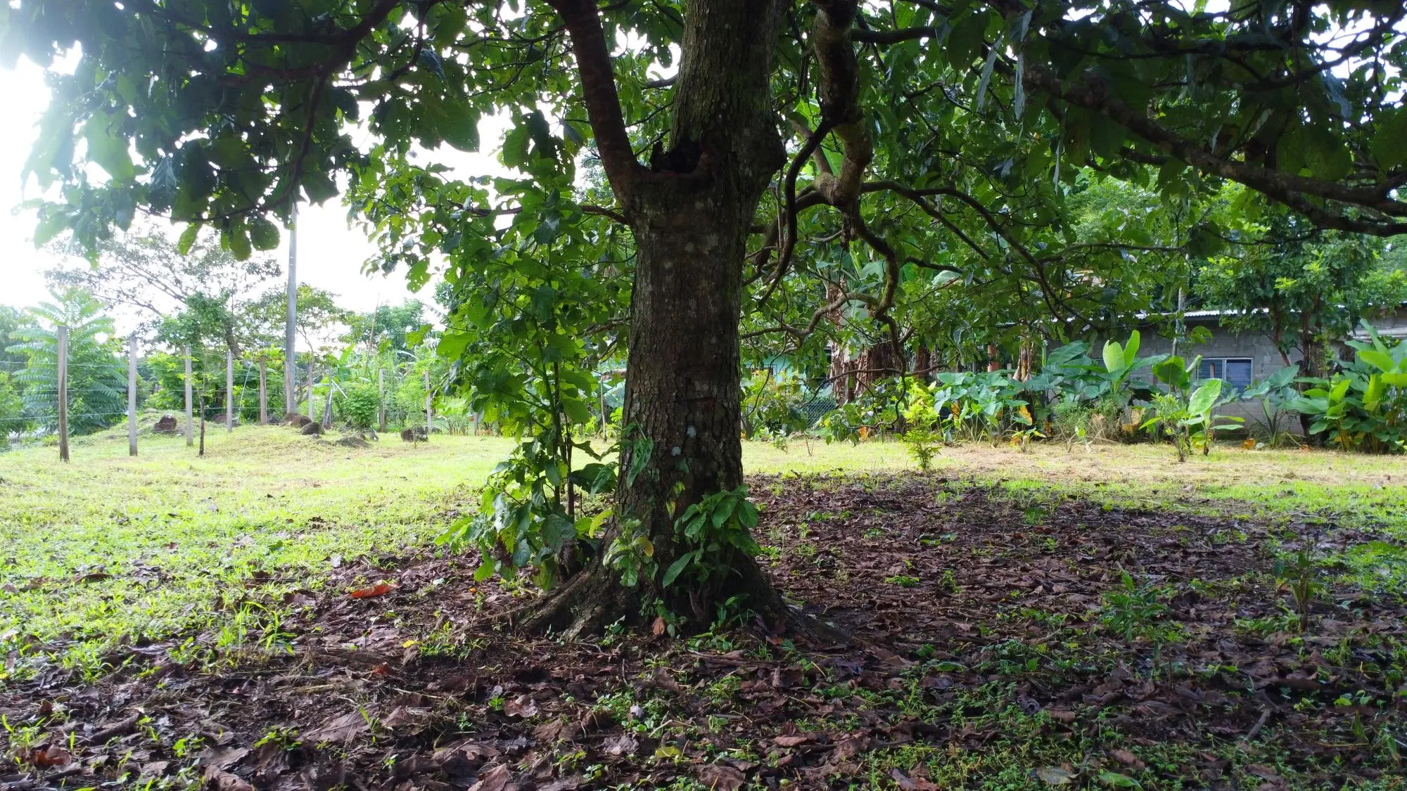 0 Chiriquí, Boquete, El Frances. - Photo 18