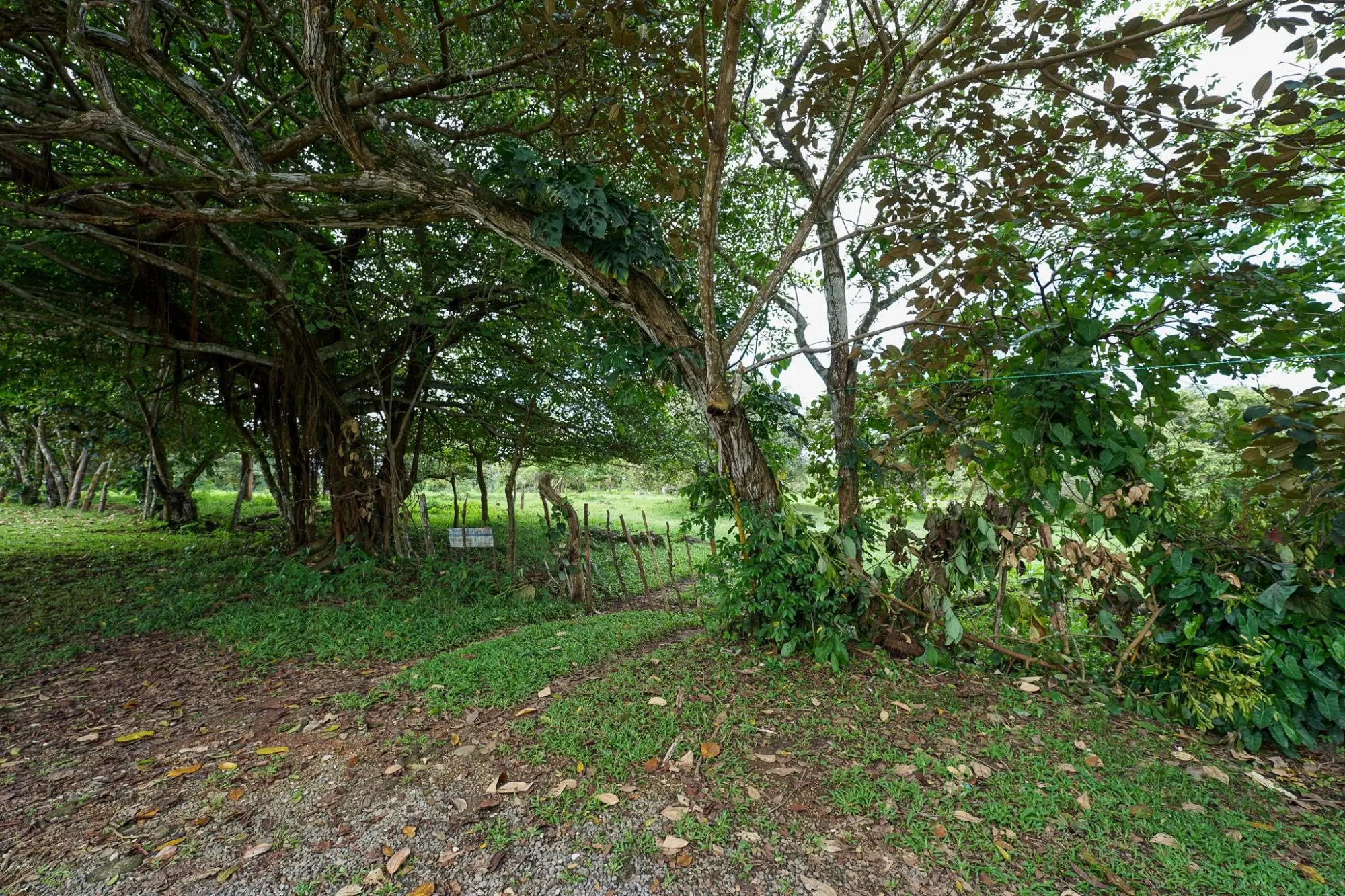 Algarrobos Chiriqui - Photo 23