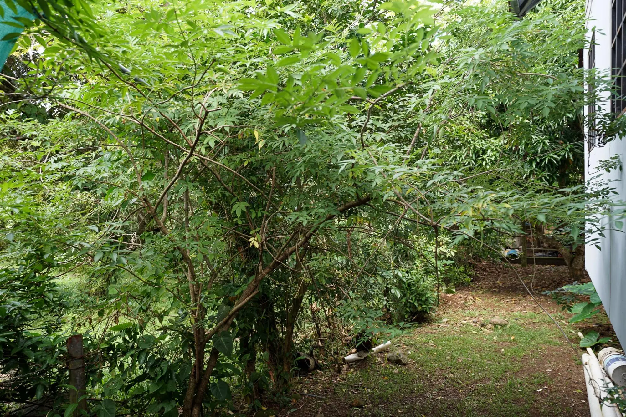 Algarrobos Chiriqui - Photo 36