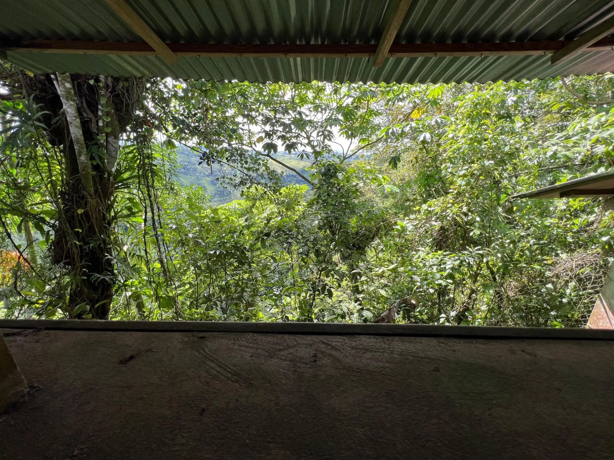 Bugaba Chiriqui - Photo 100