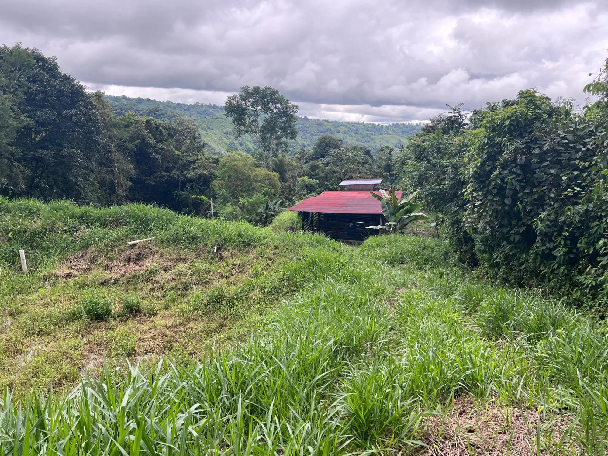 Bugaba Chiriqui - Photo 88