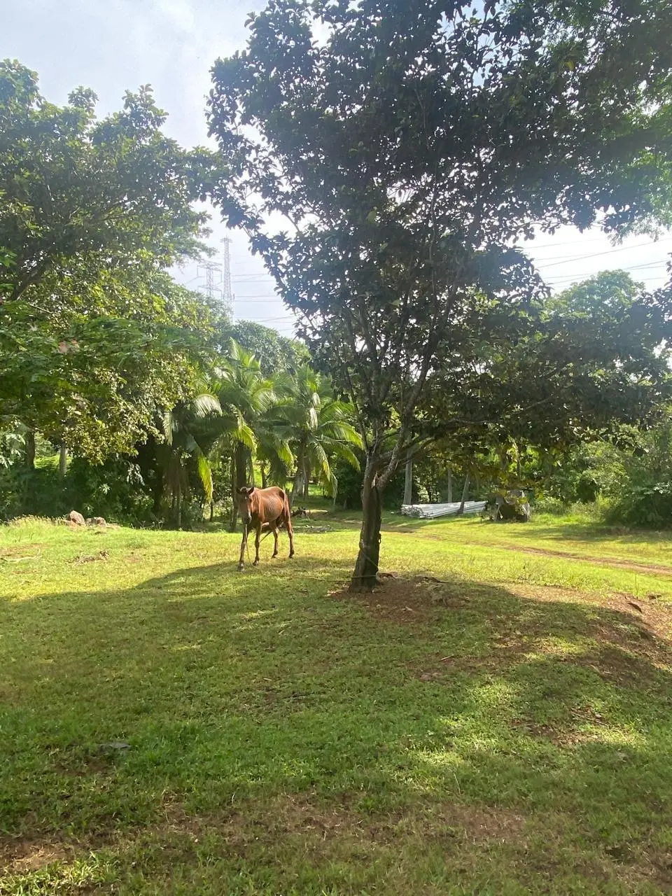 Chame, Sajalices - Photo 14