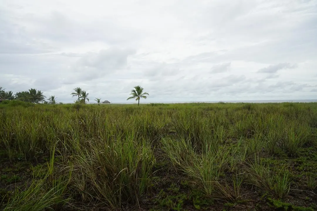 Alanje Chiriqui Panama - Photo 63