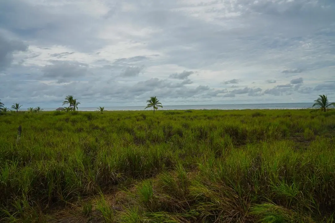 Alanje Chiriqui Panama - Photo 76