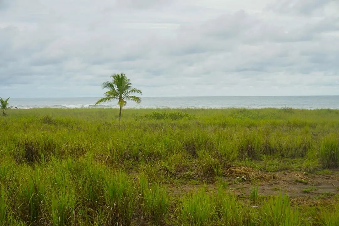 Alanje Chiriqui Panama - Photo 13