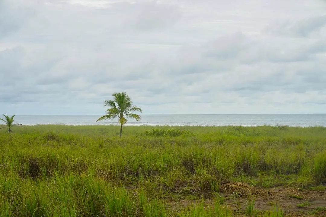 Alanje Chiriqui Panama - Photo 82