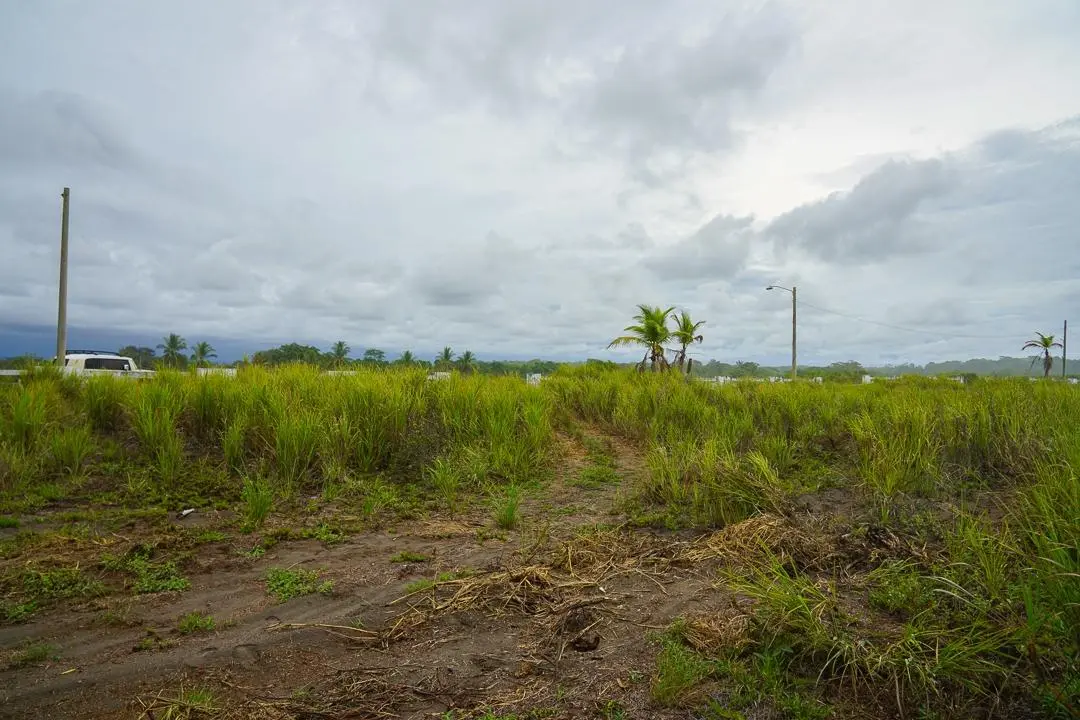 Alanje Chiriqui Panama - Photo 16