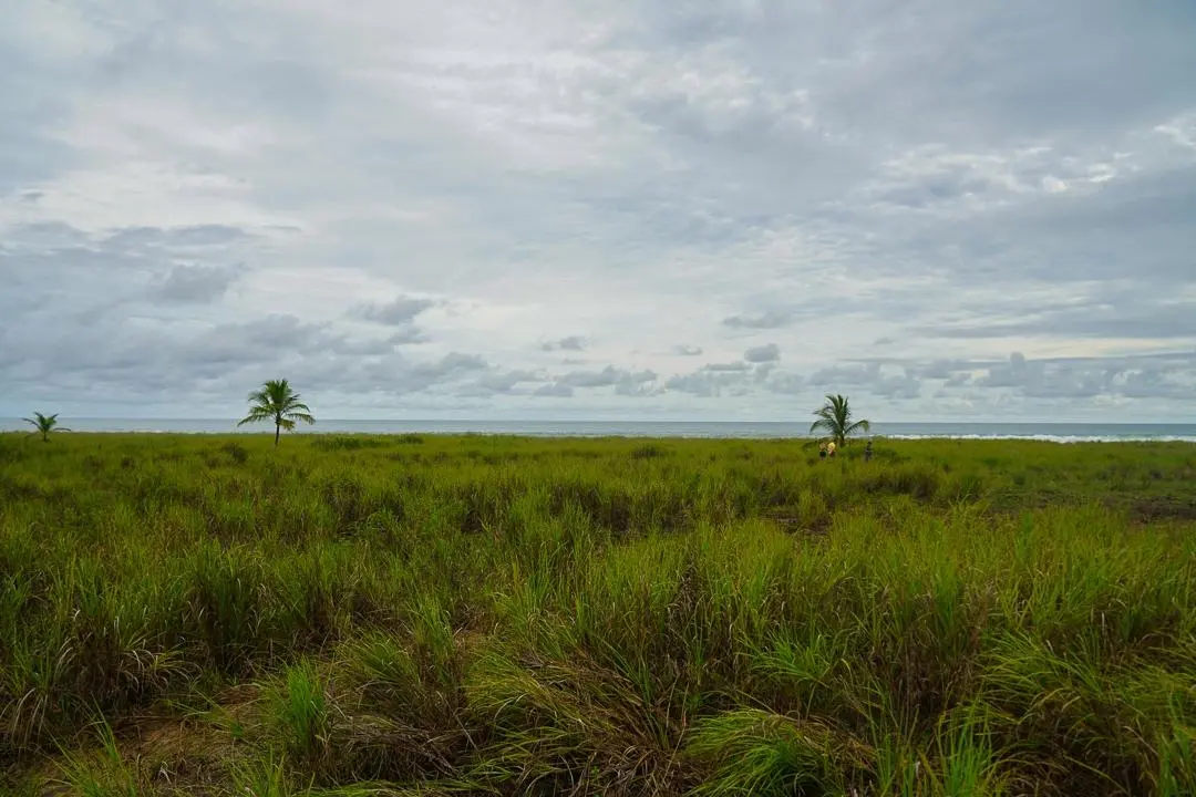 Alanje Chiriqui Panama - Photo 68