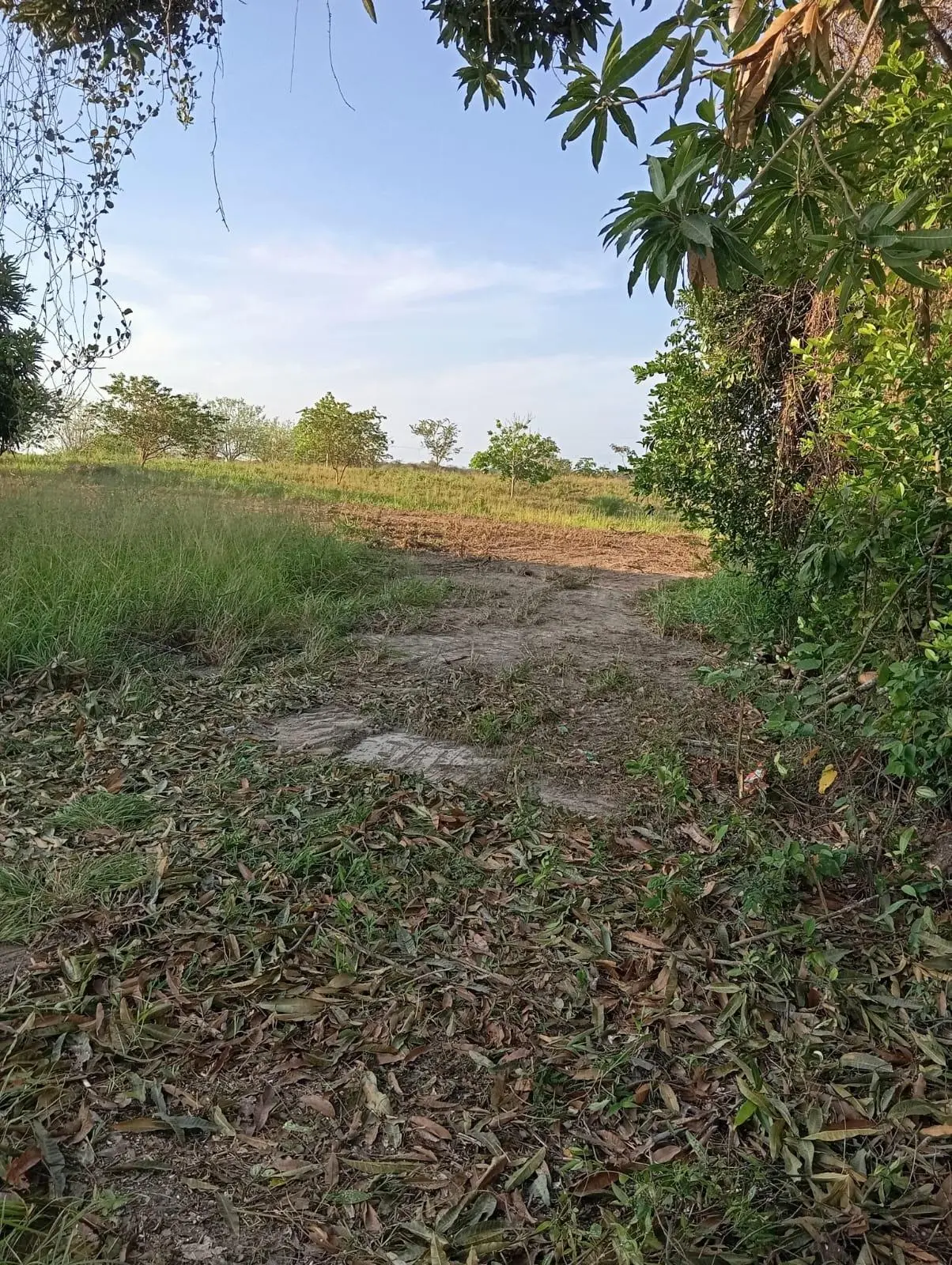 San Carlos Llano Redondo, El Higo De San Carlos #el Higo - Photo 7