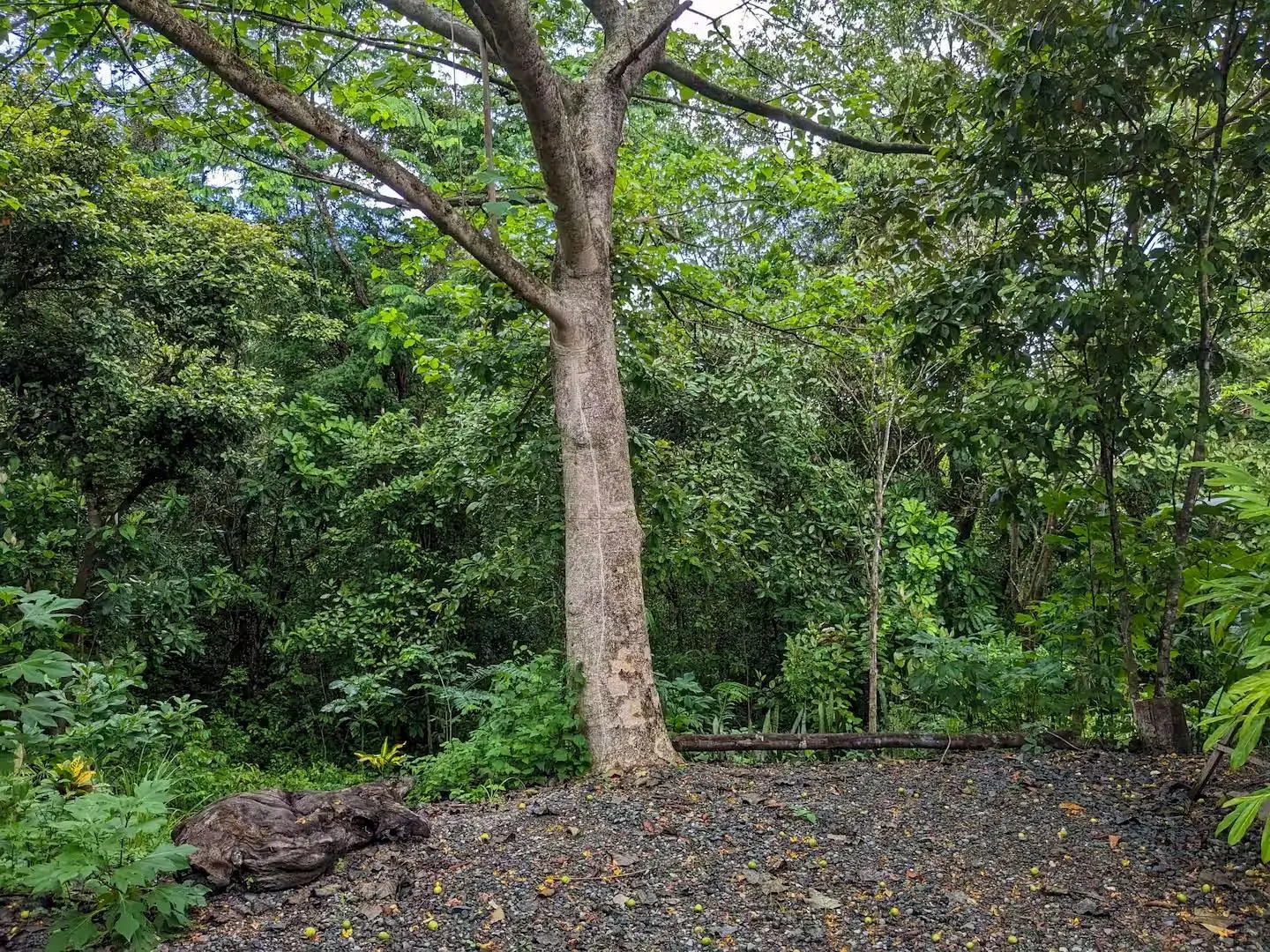 Torio Hill Mariato Veraguas Panama - Photo 154