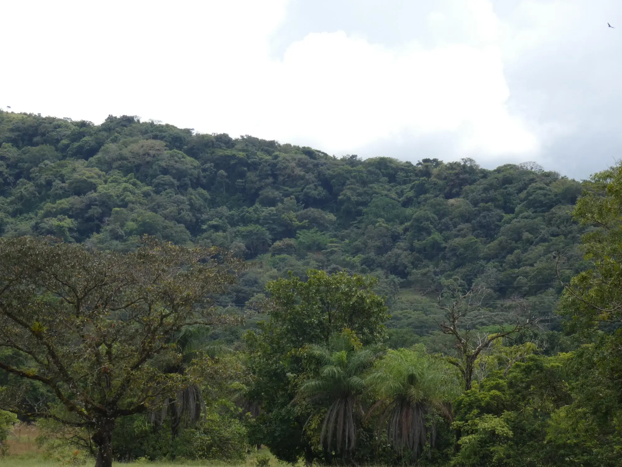 Caldera Boquete - Photo 76