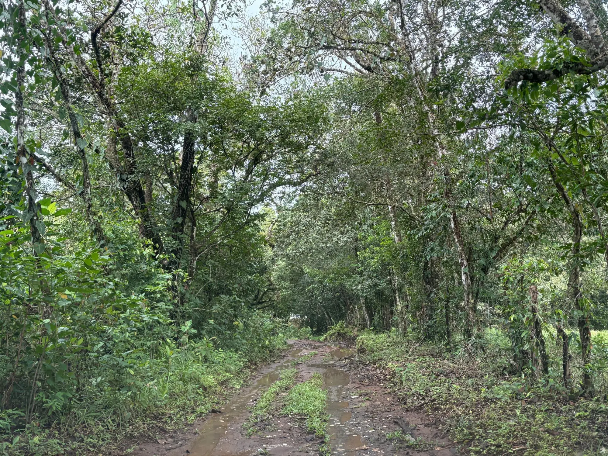 Caldera Boquete - Photo 40