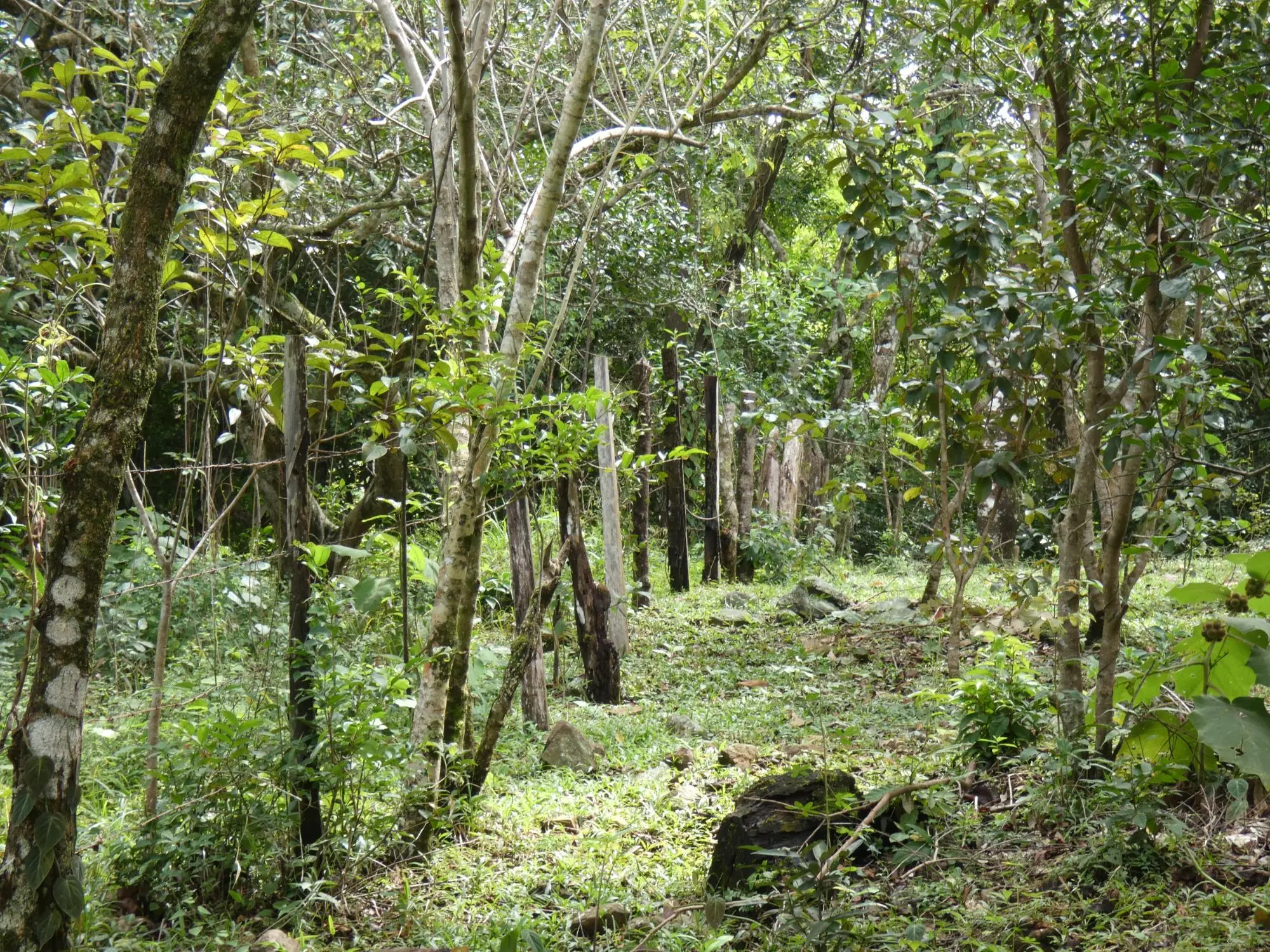 Caldera Boquete - Photo 96