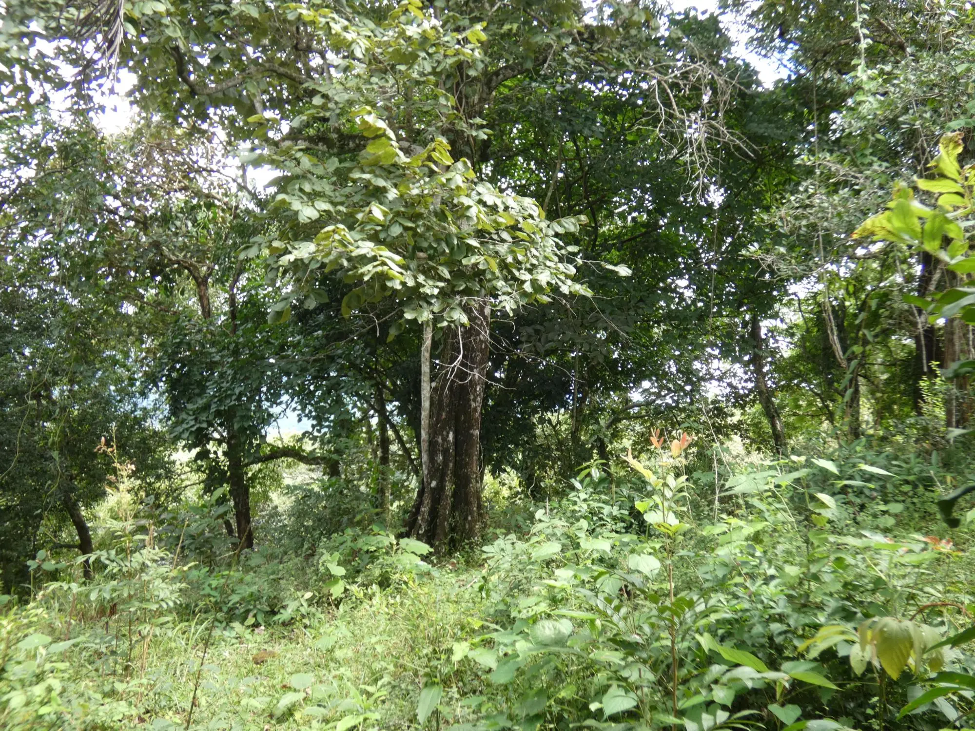 Caldera Boquete - Photo 97