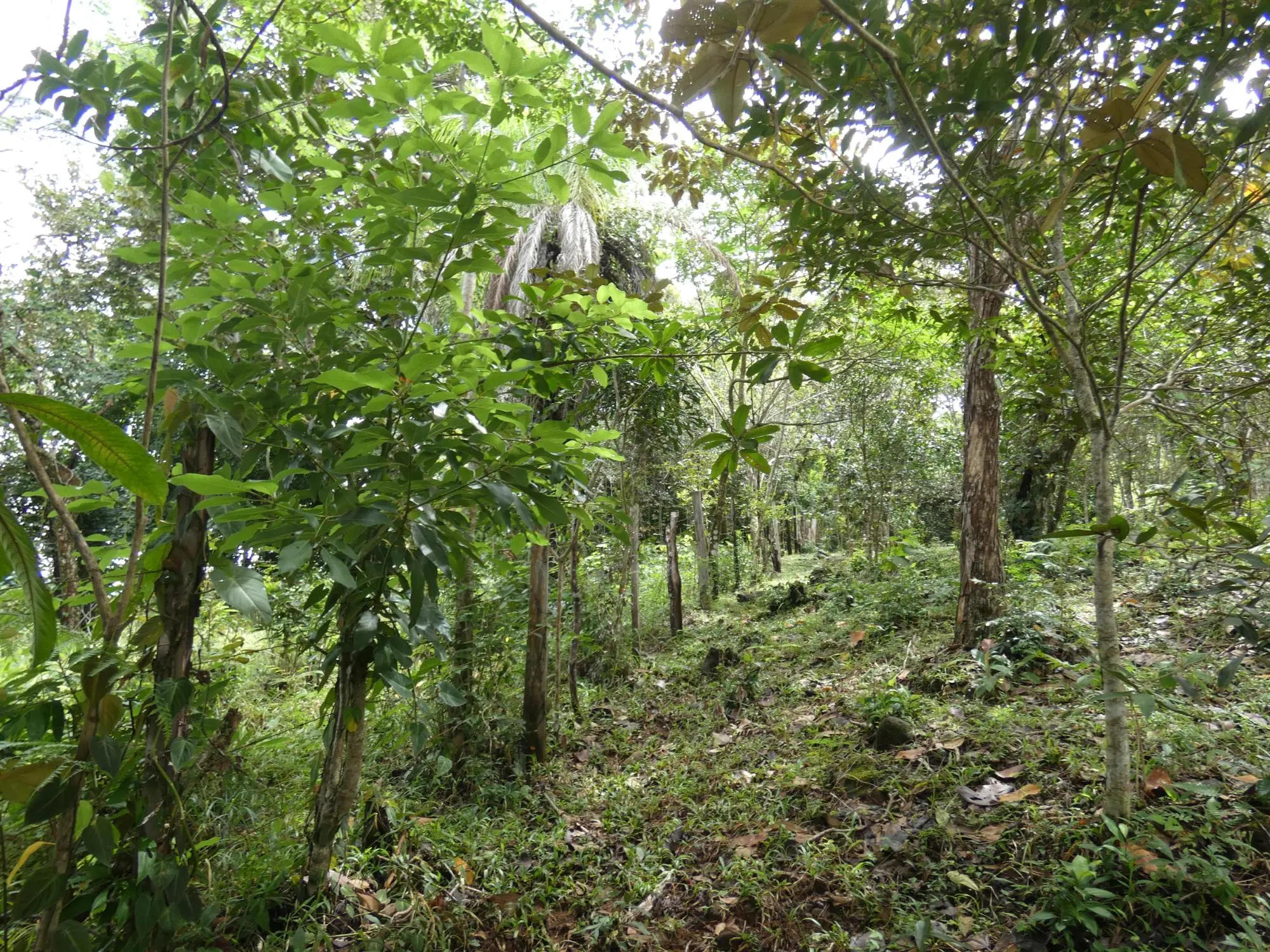 Caldera Boquete - Photo 90