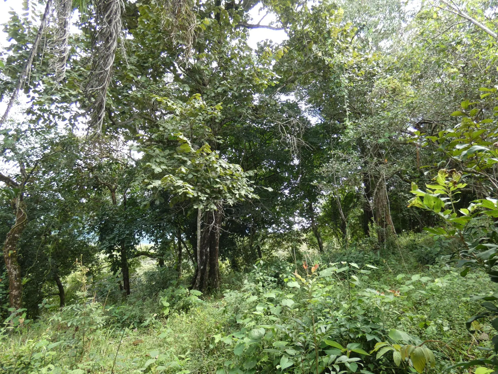 Caldera Boquete - Photo 100