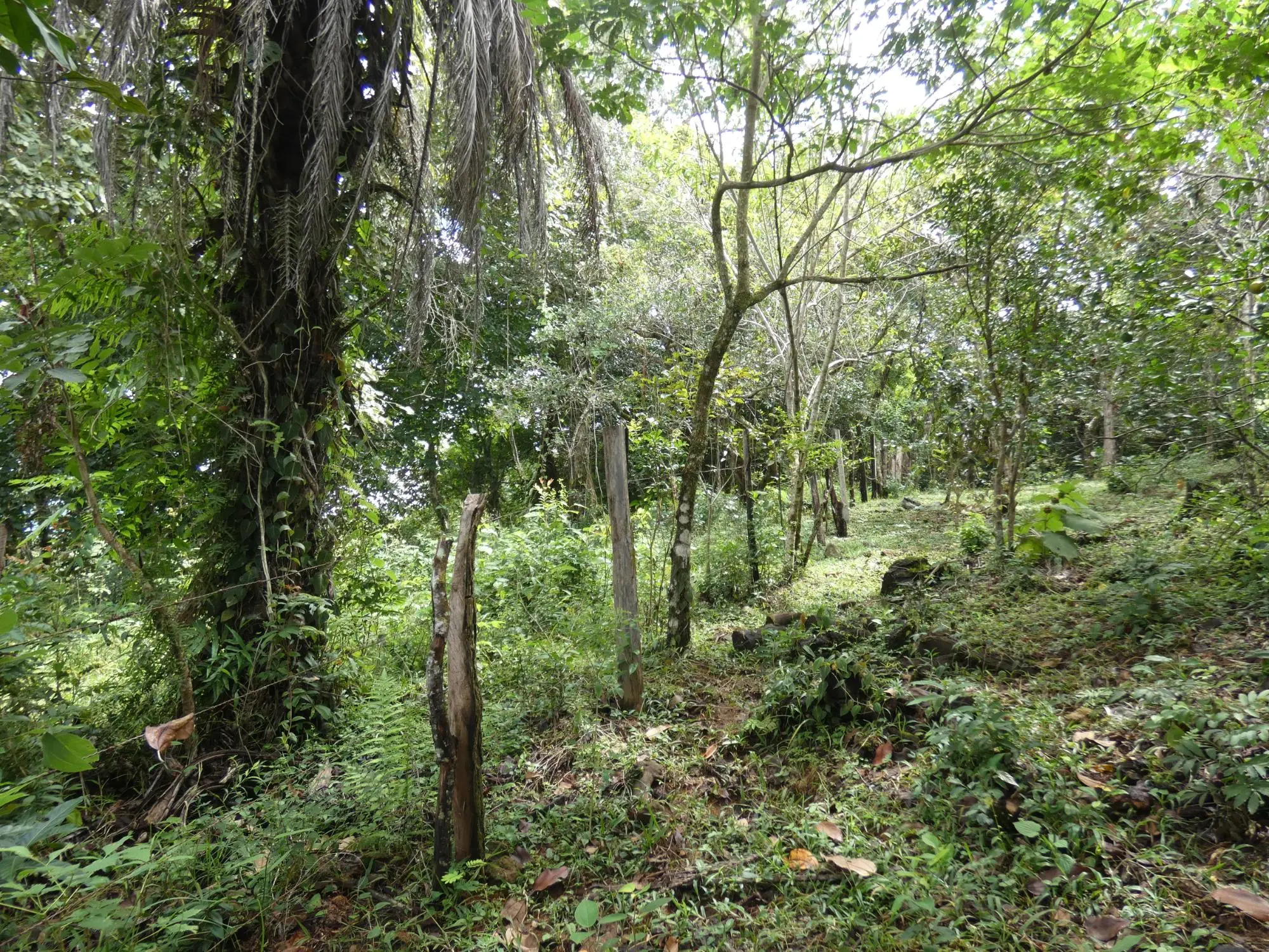 Caldera Boquete - Photo 91