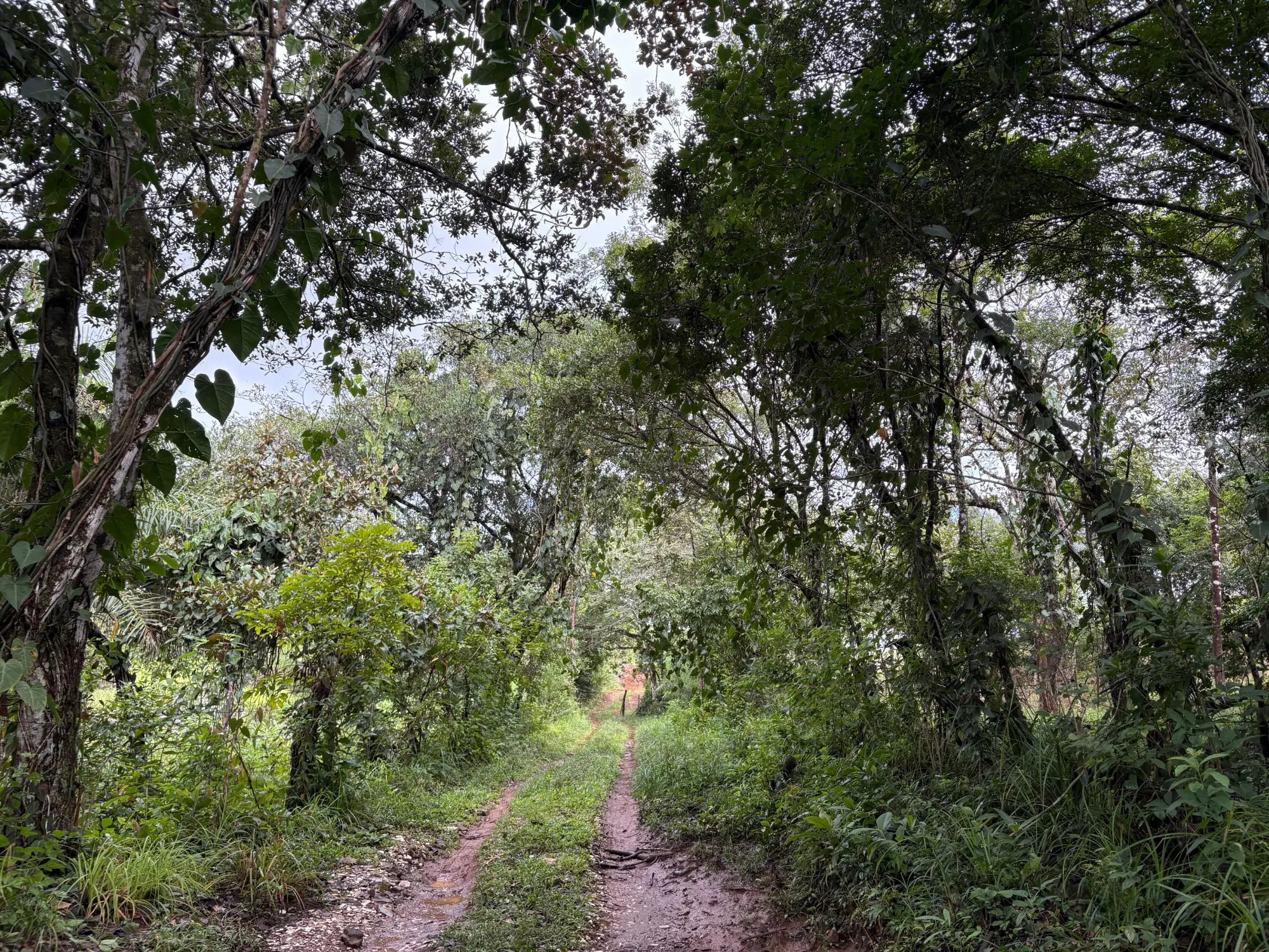 Caldera Boquete - Photo 74