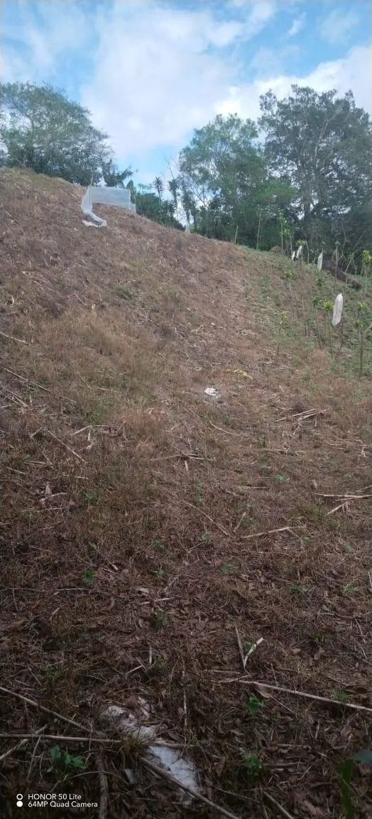 El Palmarito, Monte Lirio, Renacimiento, Chiriqui - Photo 4