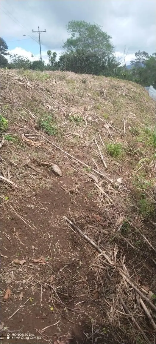 El Palmarito, Monte Lirio, Renacimiento, Chiriqui - Photo 6