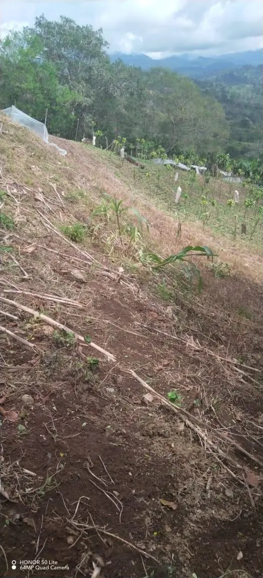 El Palmarito, Monte Lirio, Renacimiento, Chiriqui - Photo 11