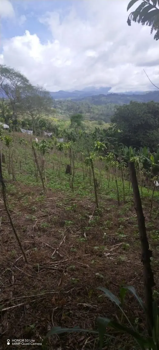 El Palmarito, Monte Lirio, Renacimiento, Chiriqui - Photo 9